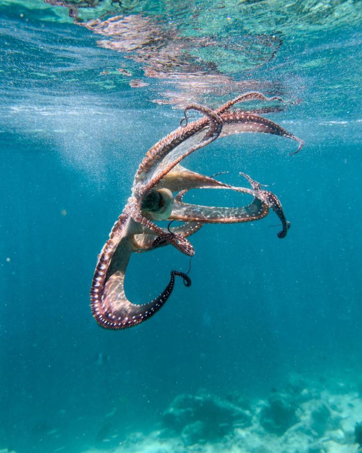 Ocean Lilly Inn Hangnaameedhoo Buitenkant foto